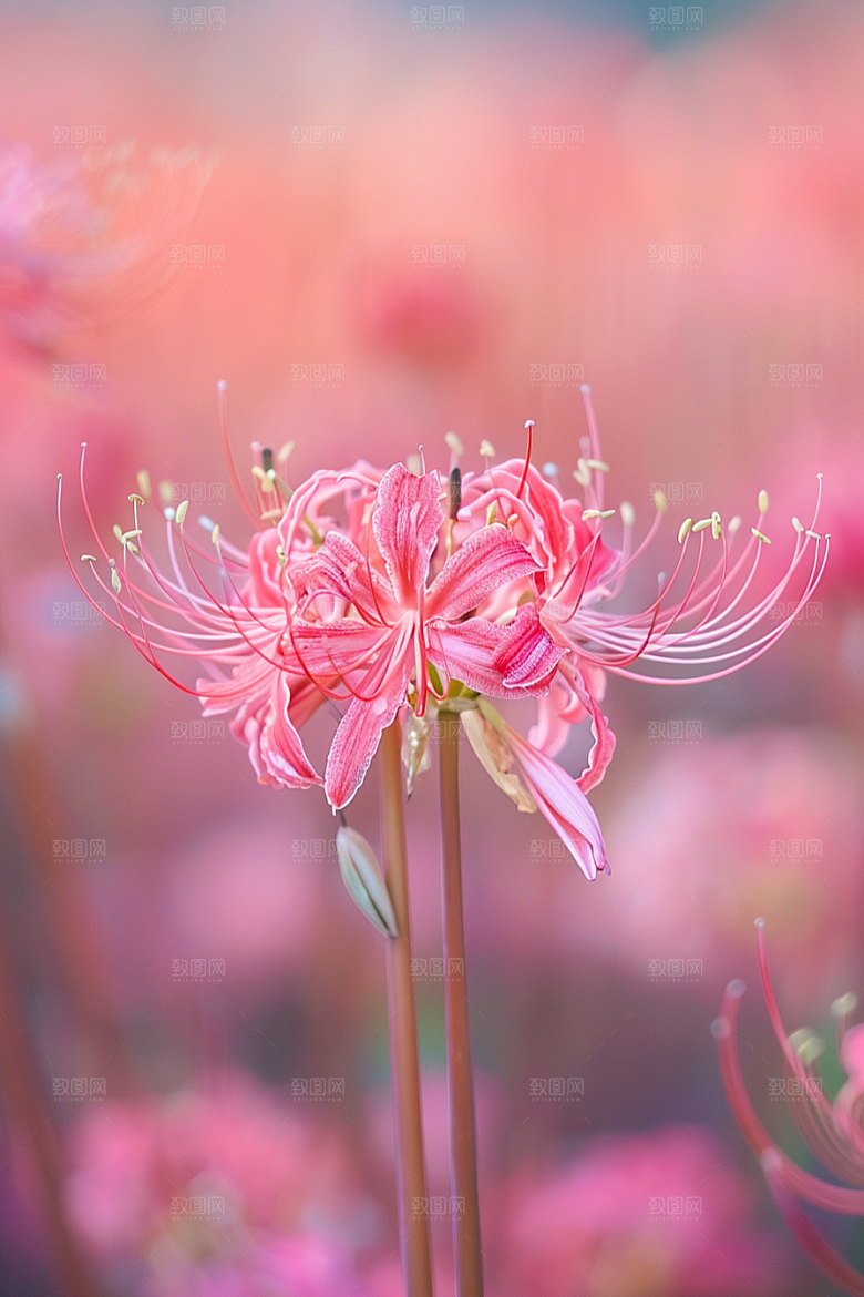 彼岸花石蒜花卉摄影图