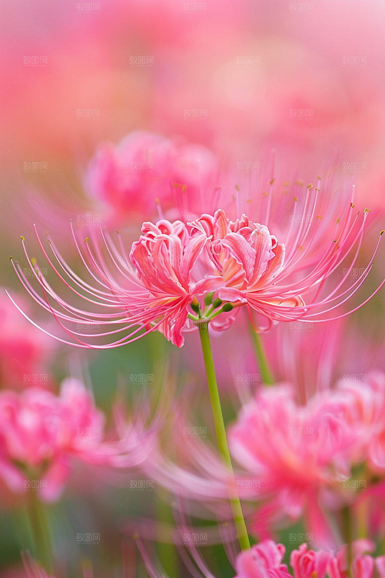 彼岸花自然冥界之花摄影图