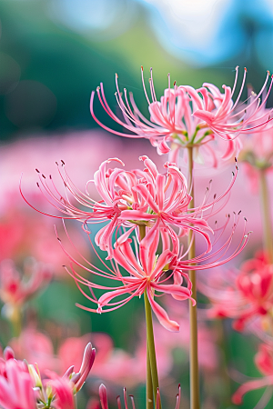 彼岸花石蒜花朵摄影图