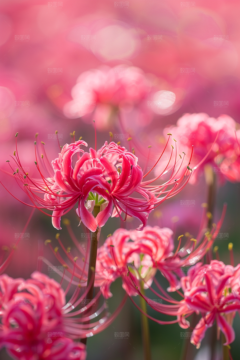 彼岸花花朵花卉摄影图