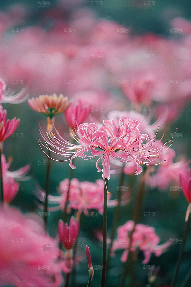 彼岸花冥界之花花朵摄影图