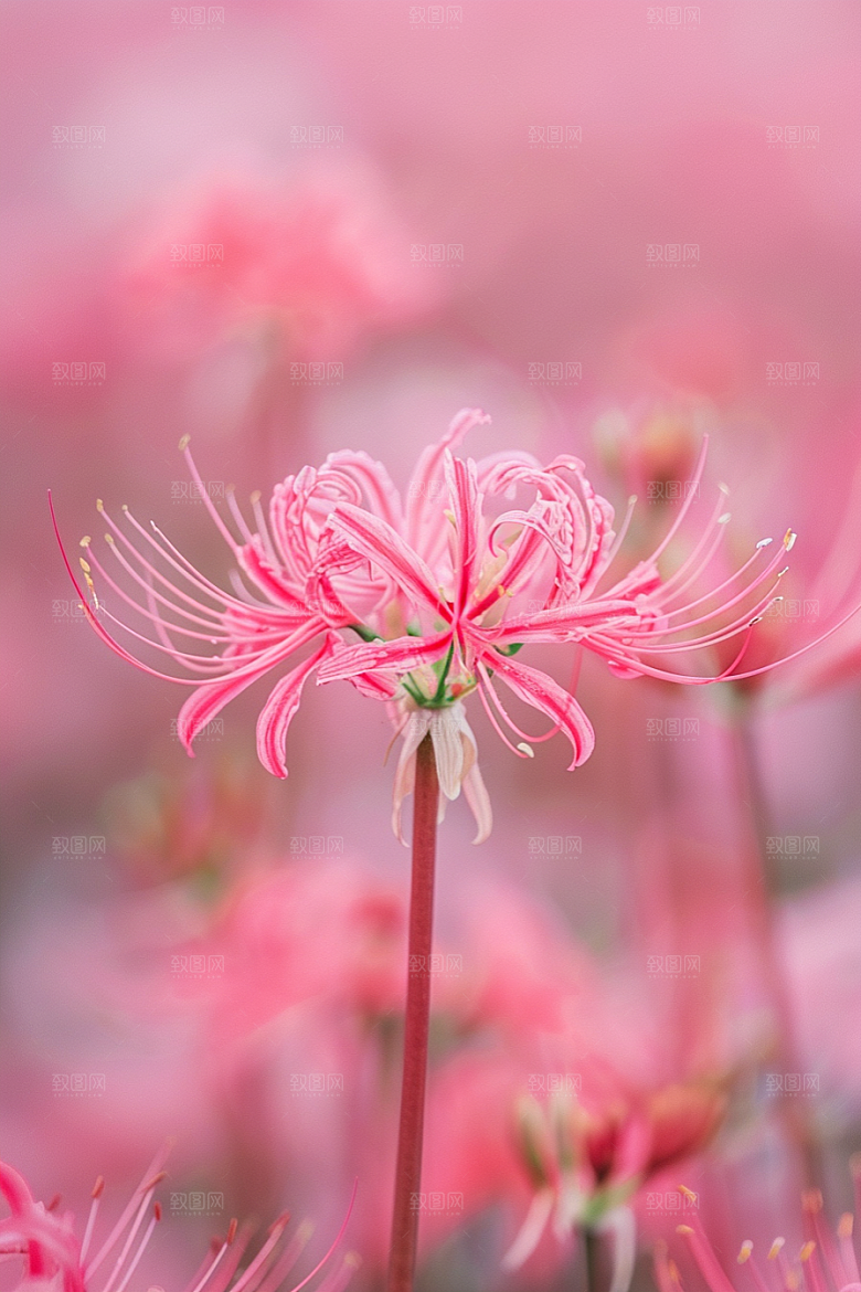 彼岸花特写优雅摄影图