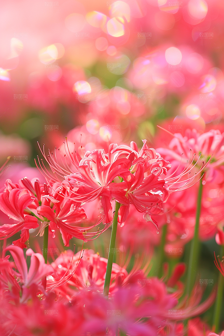 彼岸花花朵特写摄影图