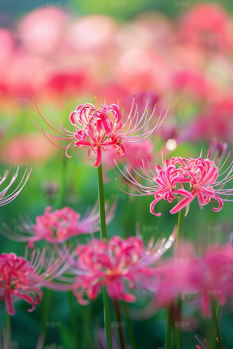 彼岸花高清初夏摄影图