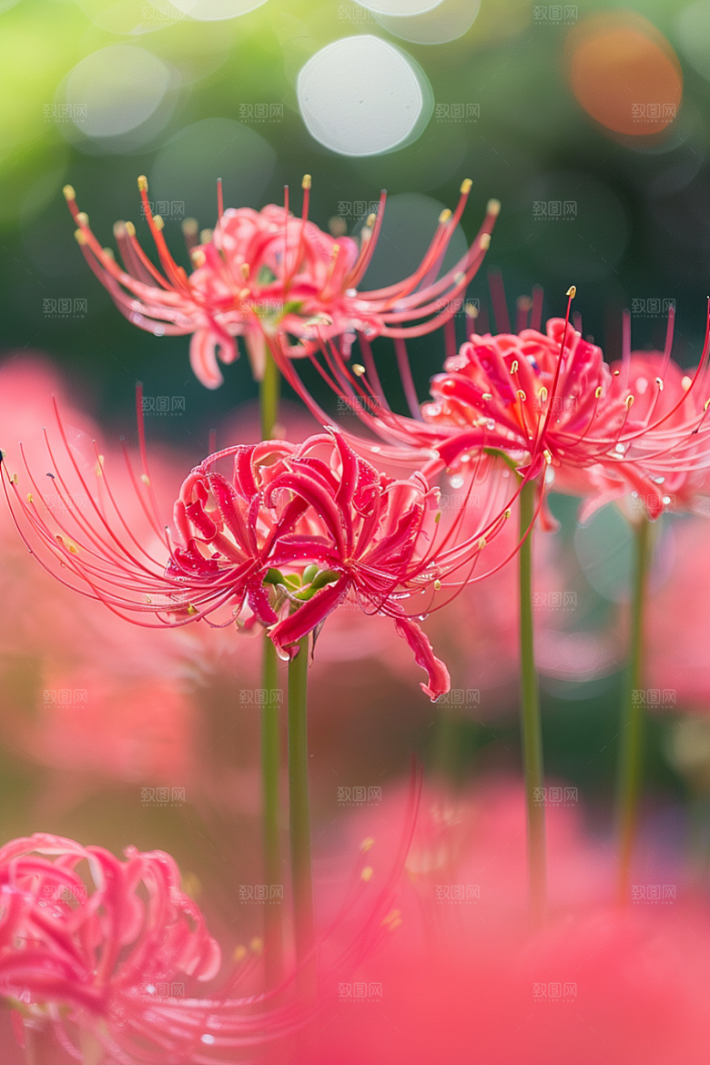 彼岸花优雅唯美摄影图