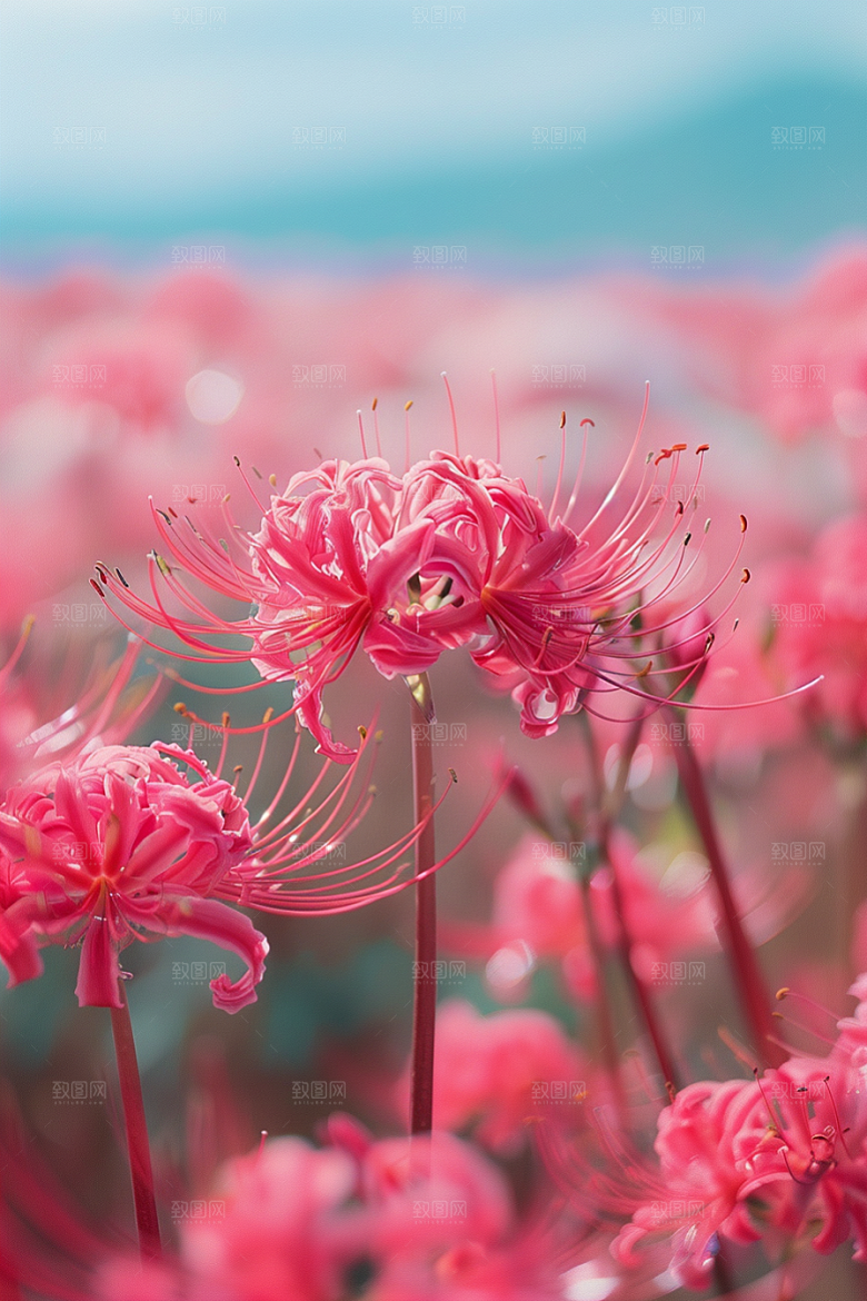 彼岸花高清唯美摄影图