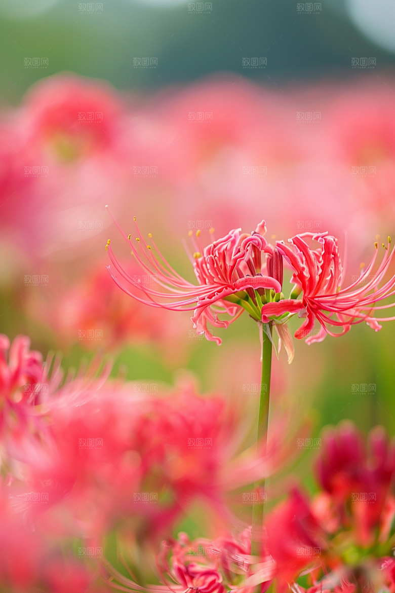 彼岸花石蒜花朵摄影图