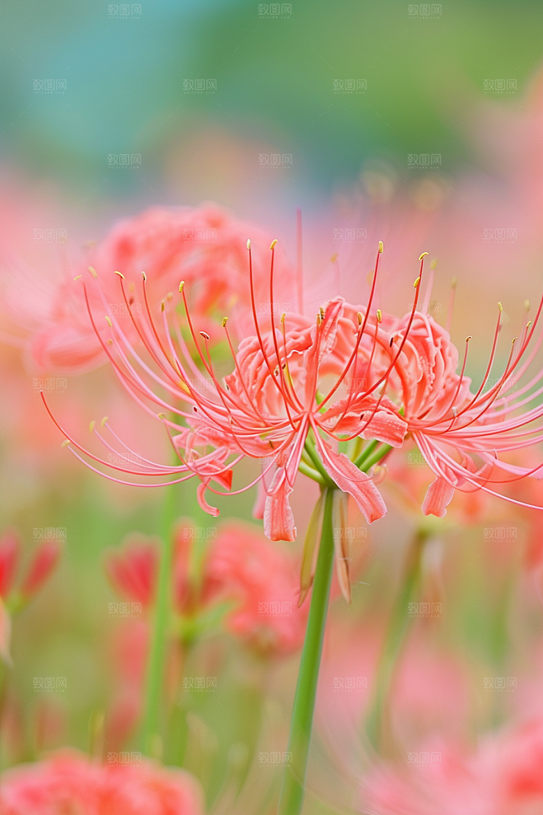 彼岸花优雅特写摄影图