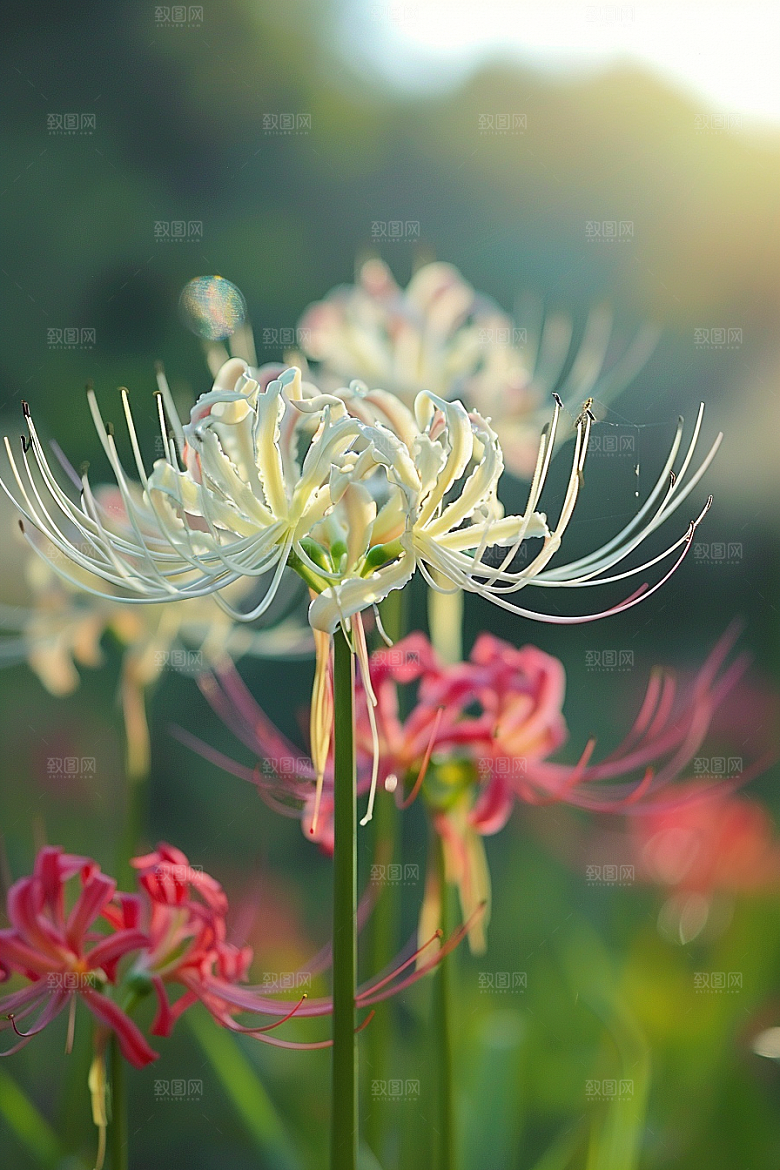 彼岸花自然花朵摄影图