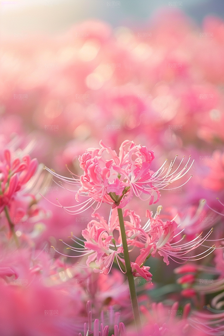 彼岸花冥界之花曼殊沙华摄影图