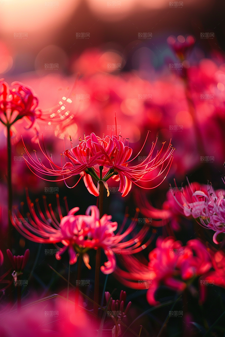 彼岸花优雅花卉摄影图