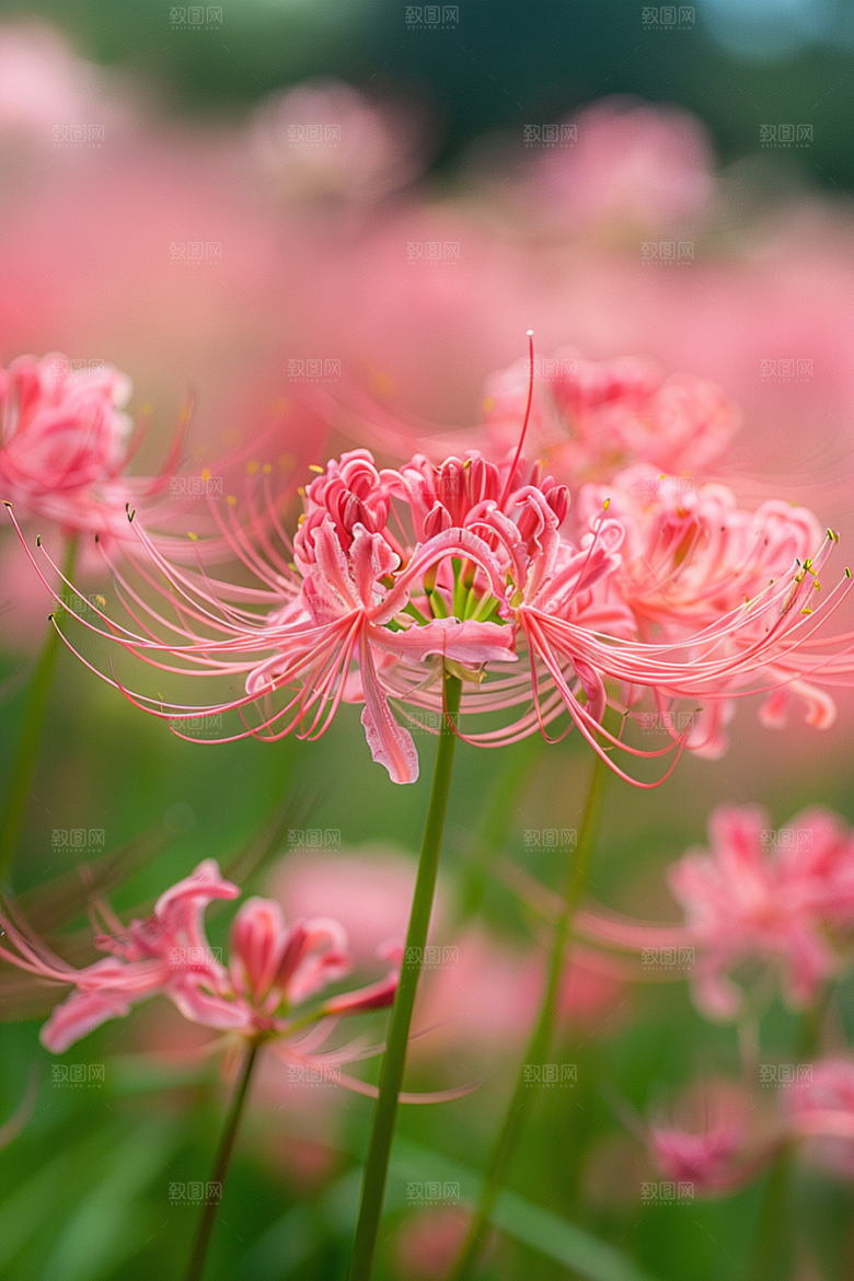 彼岸花特写花卉摄影图
