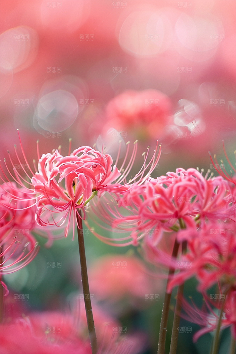 彼岸花植物特写摄影图