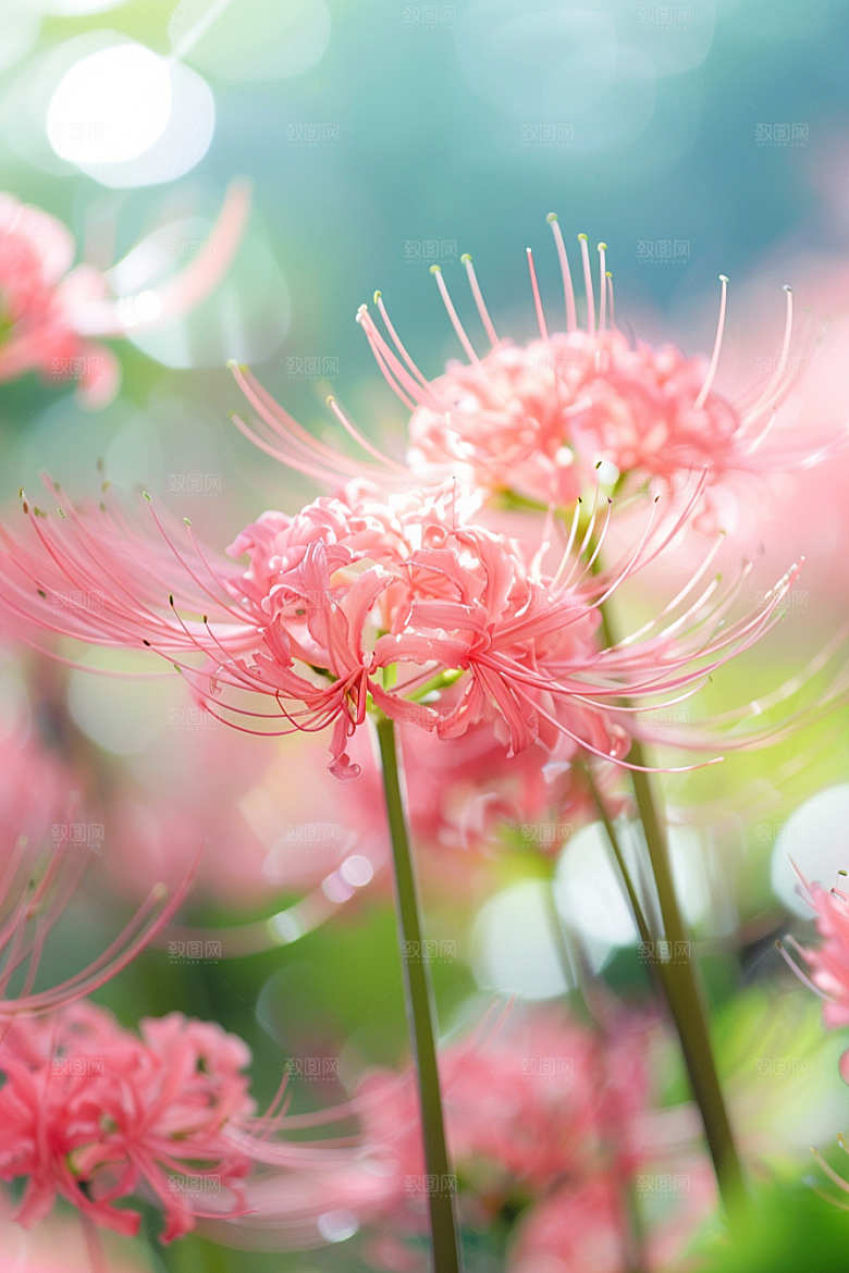 彼岸花花卉花朵摄影图