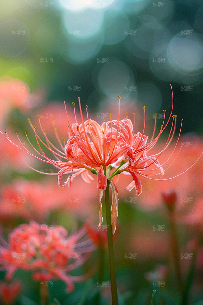 彼岸花特写花卉摄影图