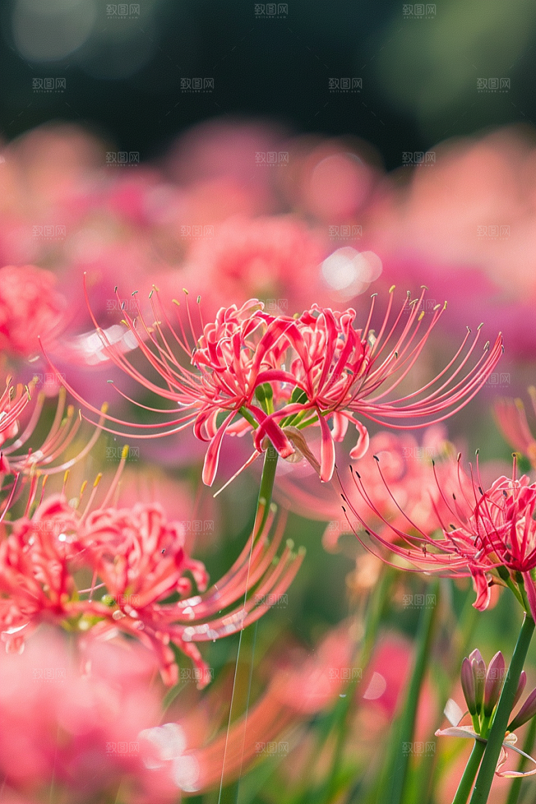 彼岸花唯美花朵摄影图