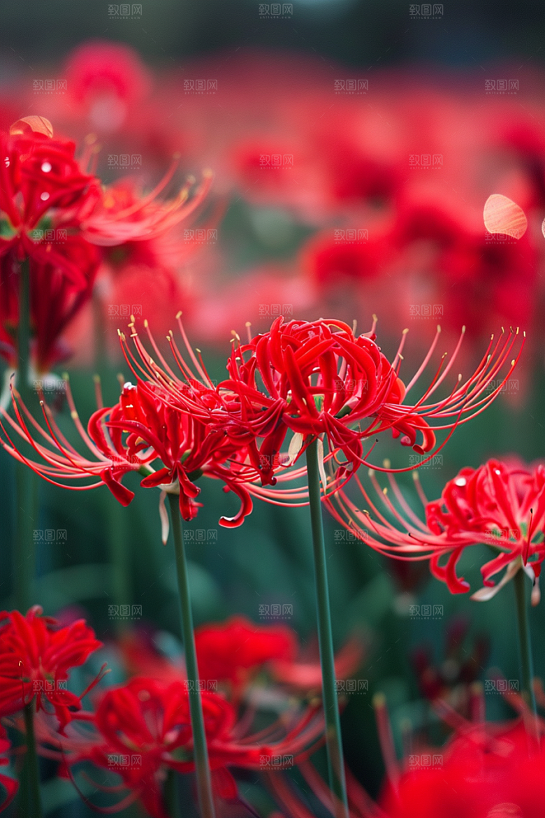 彼岸花花朵特写摄影图