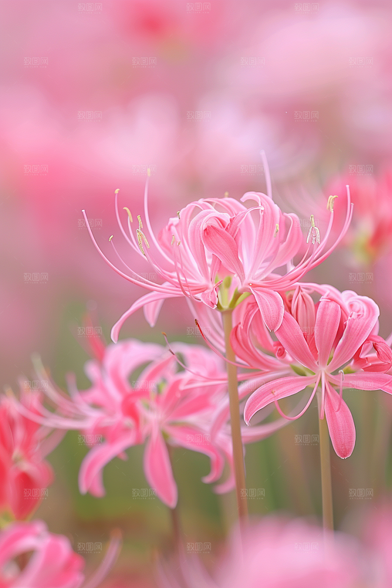 彼岸花植物特写摄影图