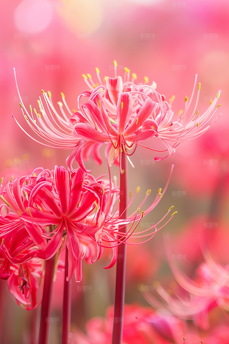 彼岸花石蒜花卉摄影图