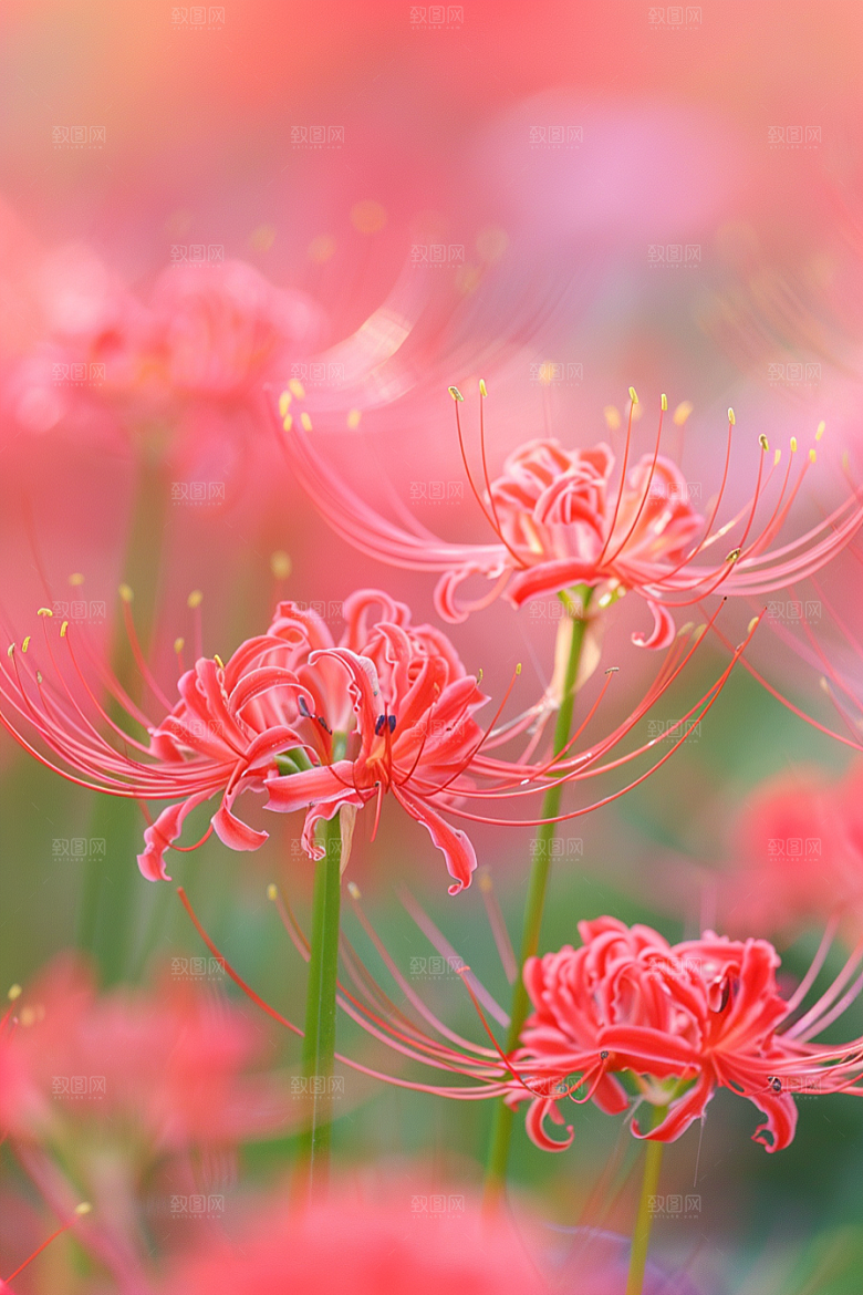 彼岸花花卉植物摄影图