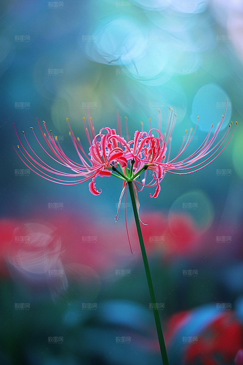 彼岸花植物冥界之花摄影图