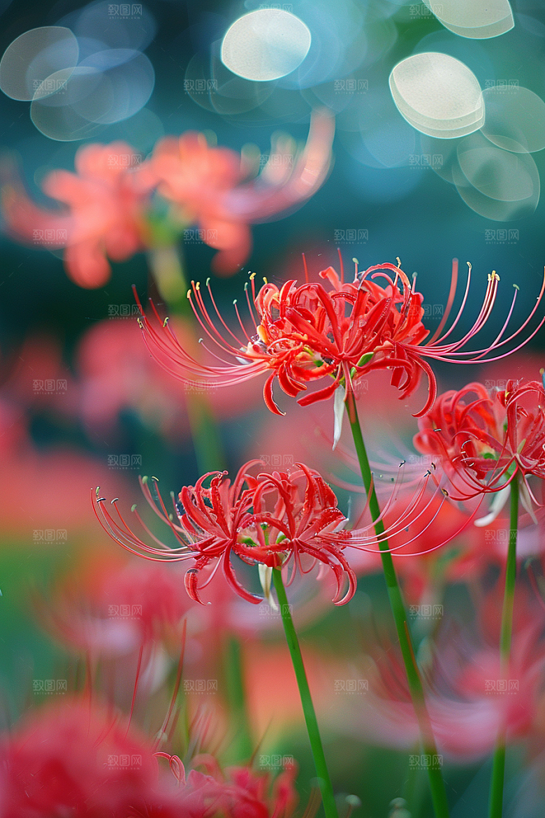 彼岸花花朵曼殊沙华摄影图