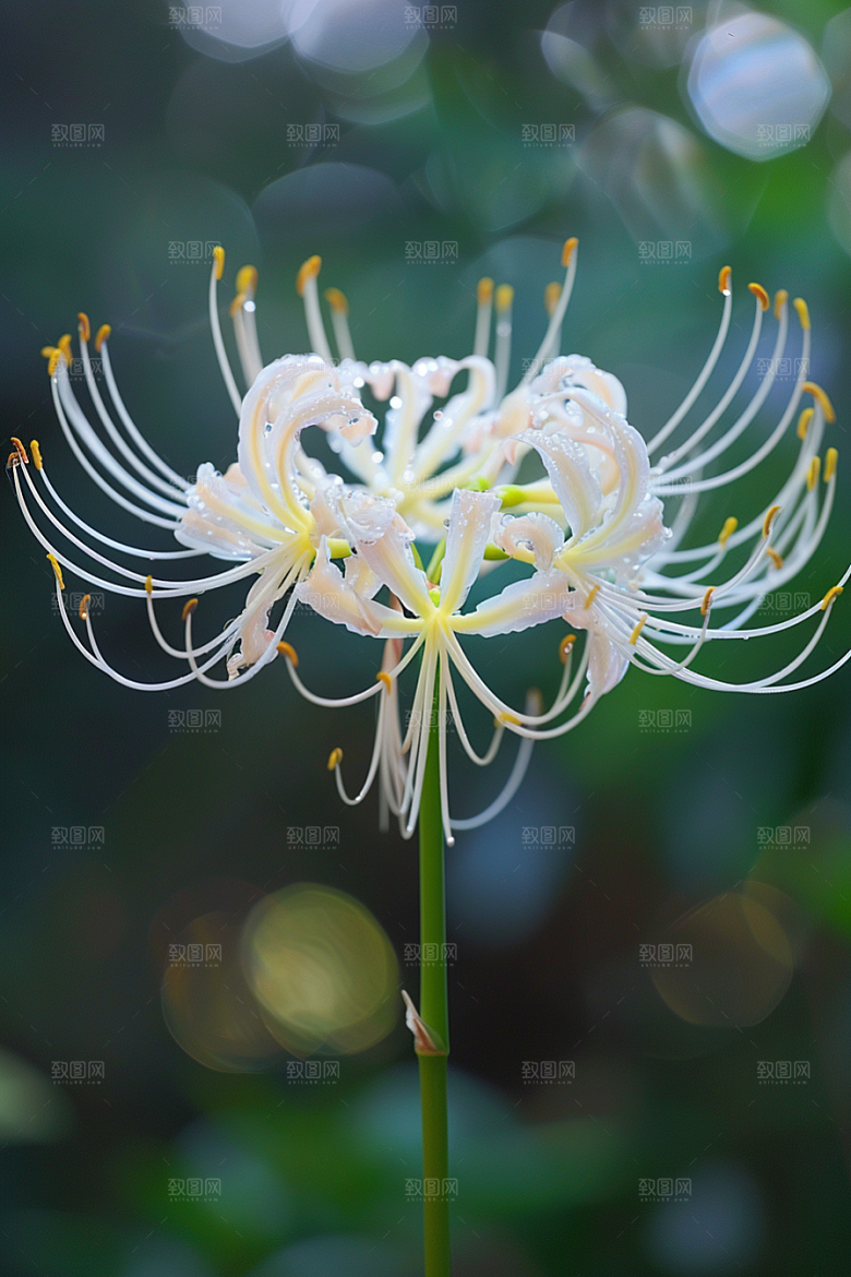 彼岸花花朵特写摄影图