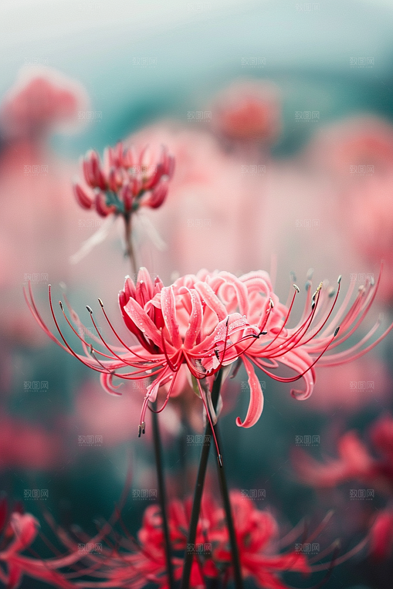彼岸花花朵高清摄影图