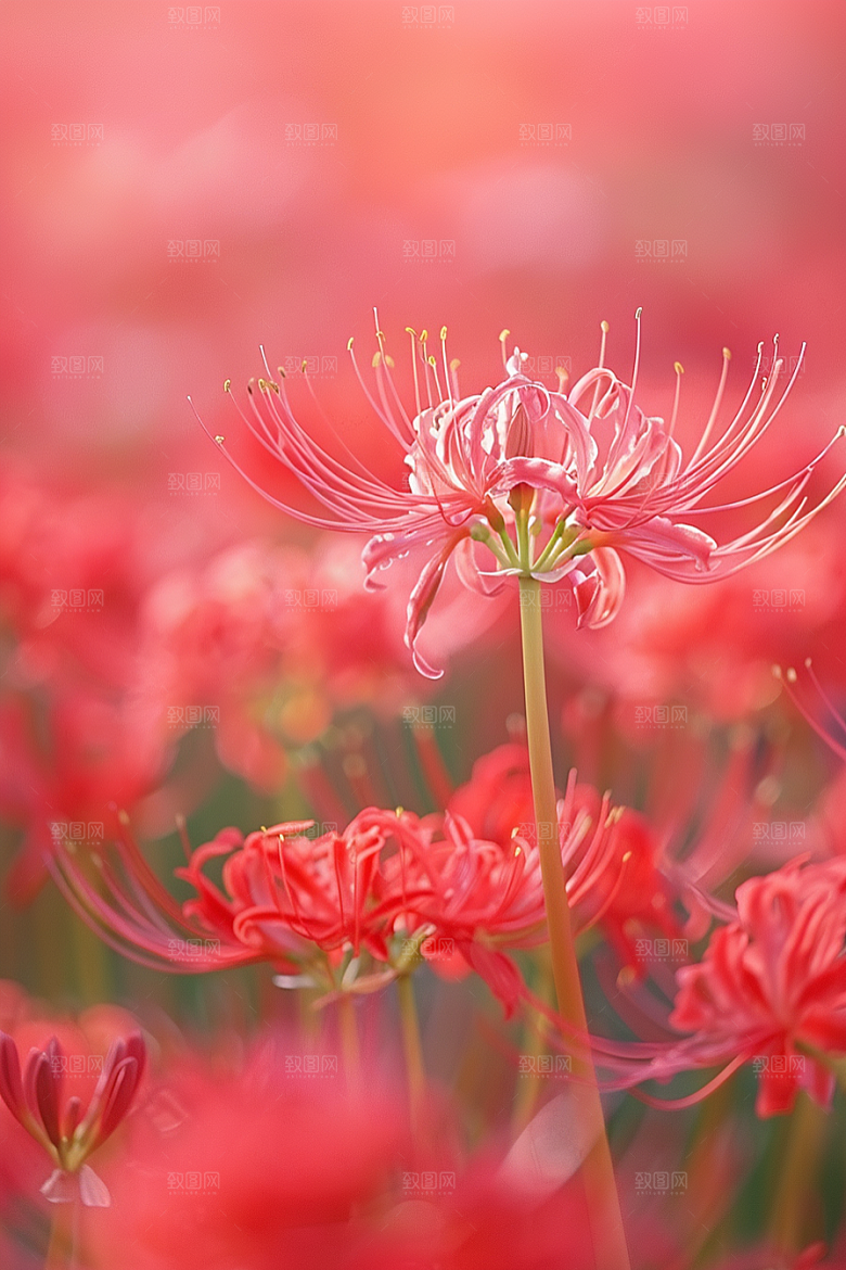 彼岸花花卉特写摄影图