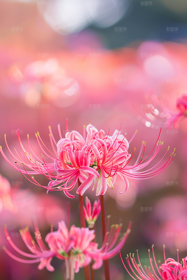 彼岸花特写优雅摄影图