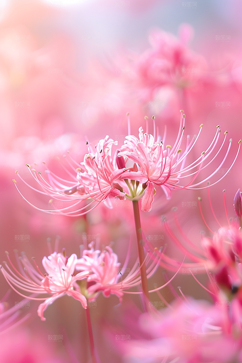 彼岸花高清特写摄影图