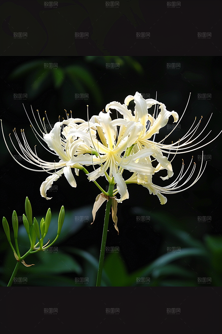 彼岸花花卉冥界之花摄影图