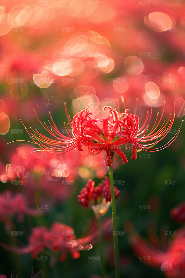 彼岸花特写冥界之花摄影图