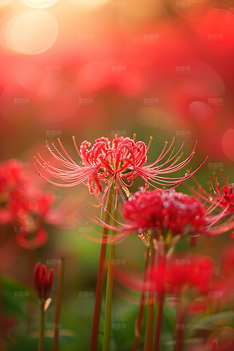 彼岸花花卉花朵摄影图