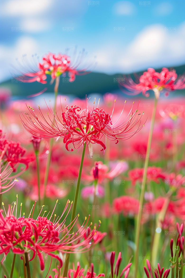 彼岸花花朵高清摄影图