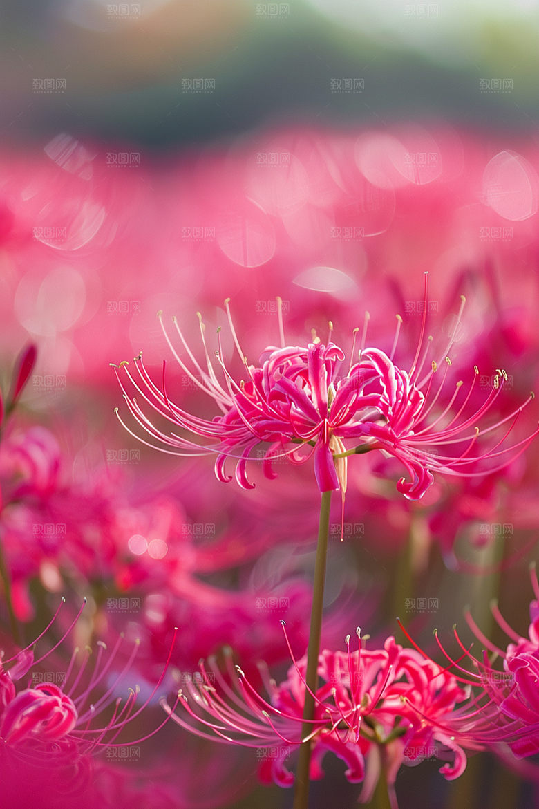 彼岸花花朵特写摄影图