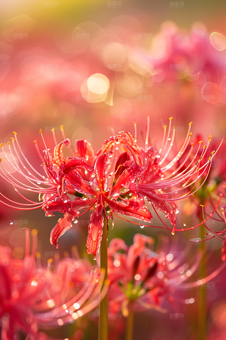 彼岸花自然花朵摄影图