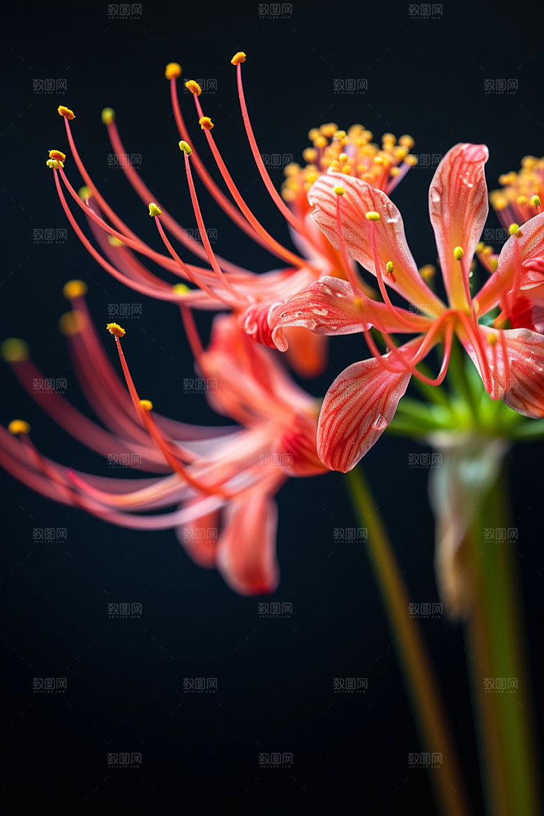 彼岸花特写自然摄影图