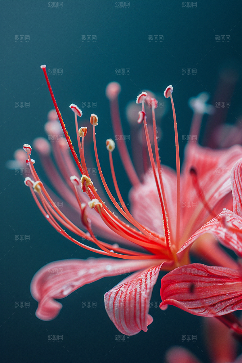 彼岸花花卉高清摄影图