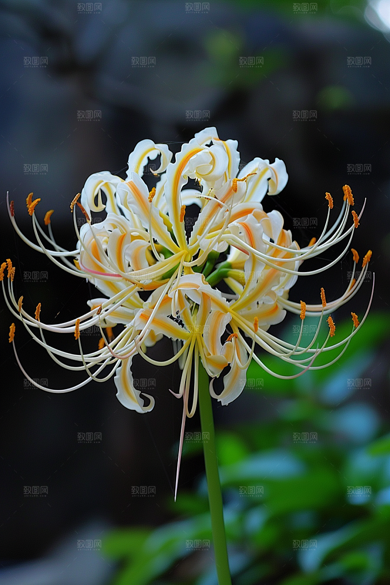 彼岸花花卉自然摄影图