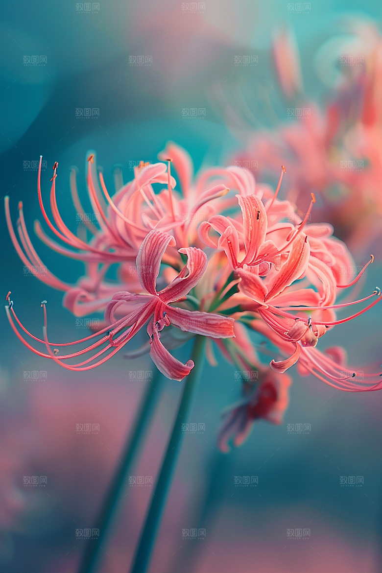 彼岸花高清植物摄影图