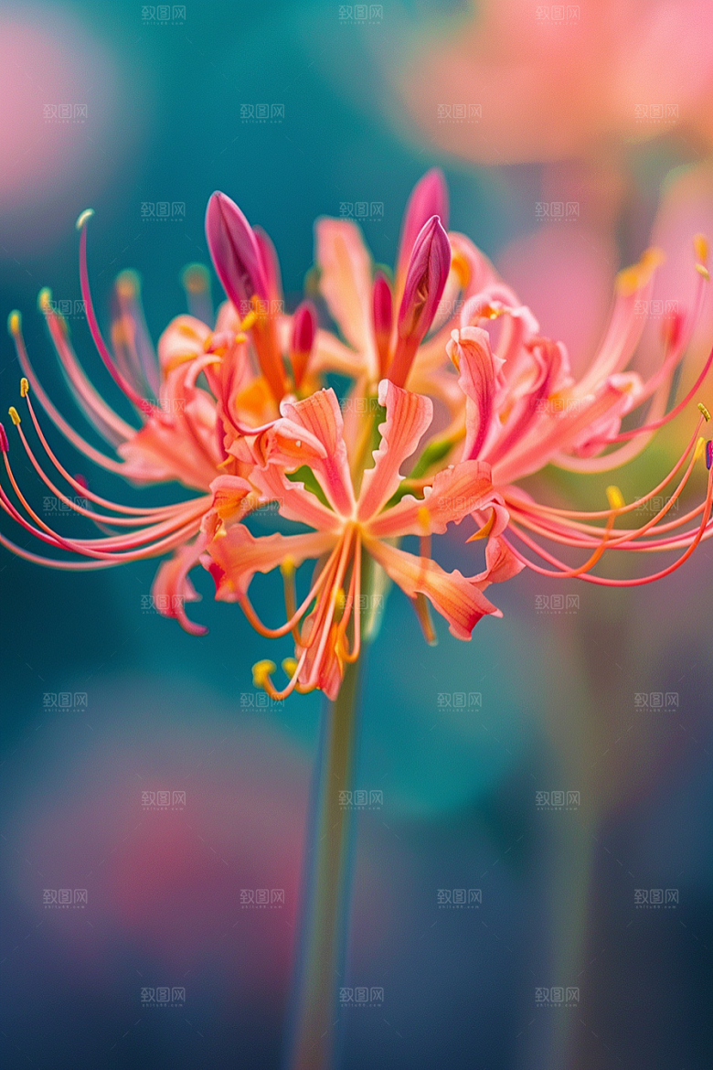 彼岸花冥界之花石蒜摄影图