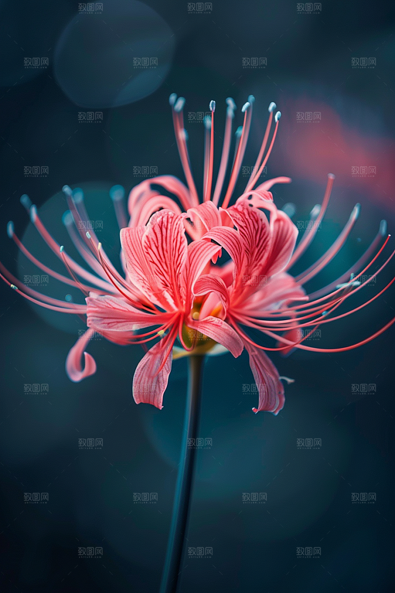 彼岸花特写优雅摄影图