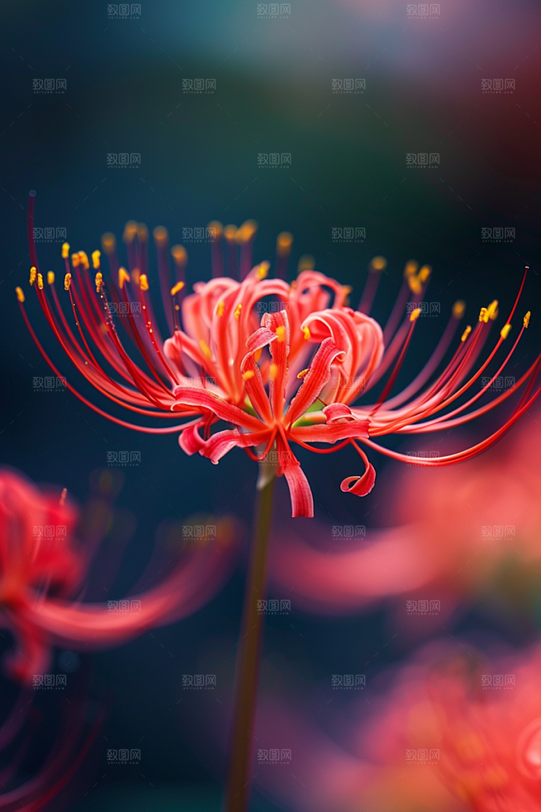 彼岸花初夏曼殊沙华摄影图