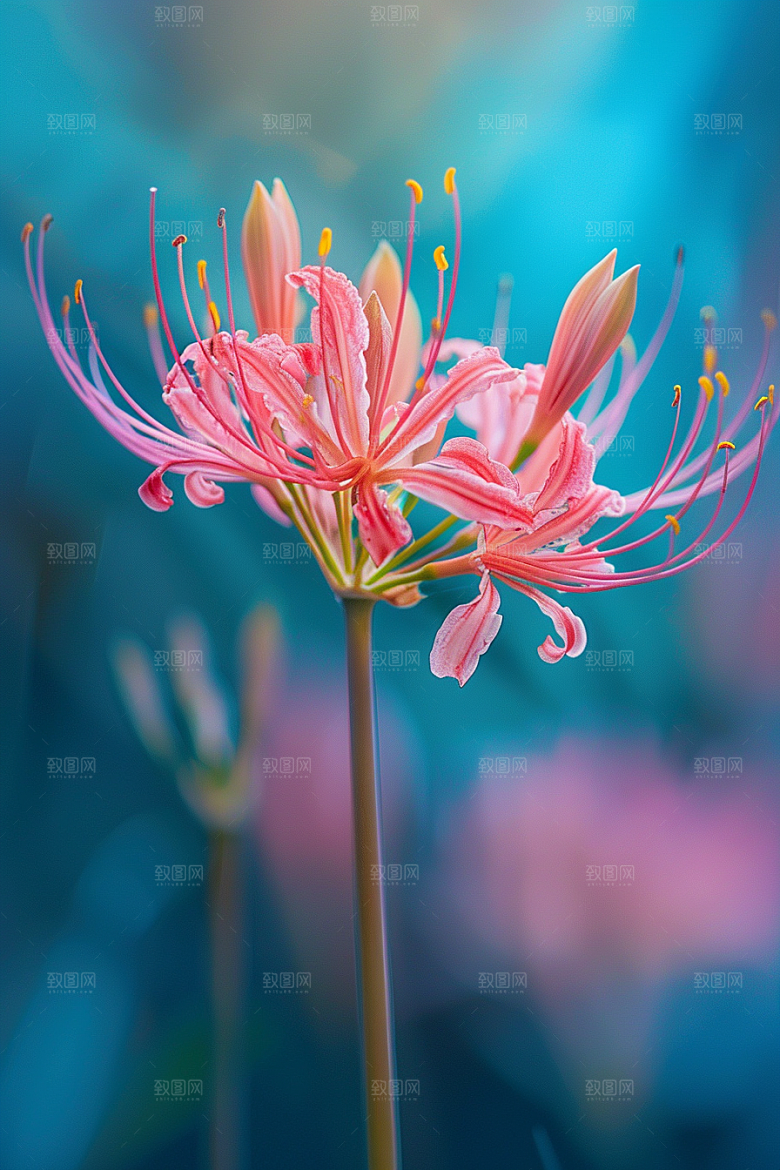 彼岸花花卉自然摄影图