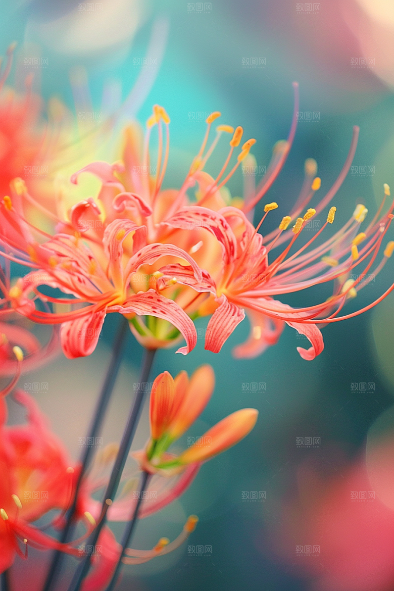 彼岸花石蒜花朵摄影图