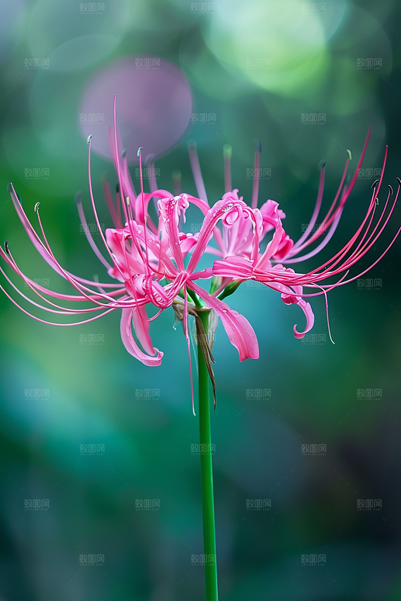 彼岸花曼殊沙华冥界之花摄影图