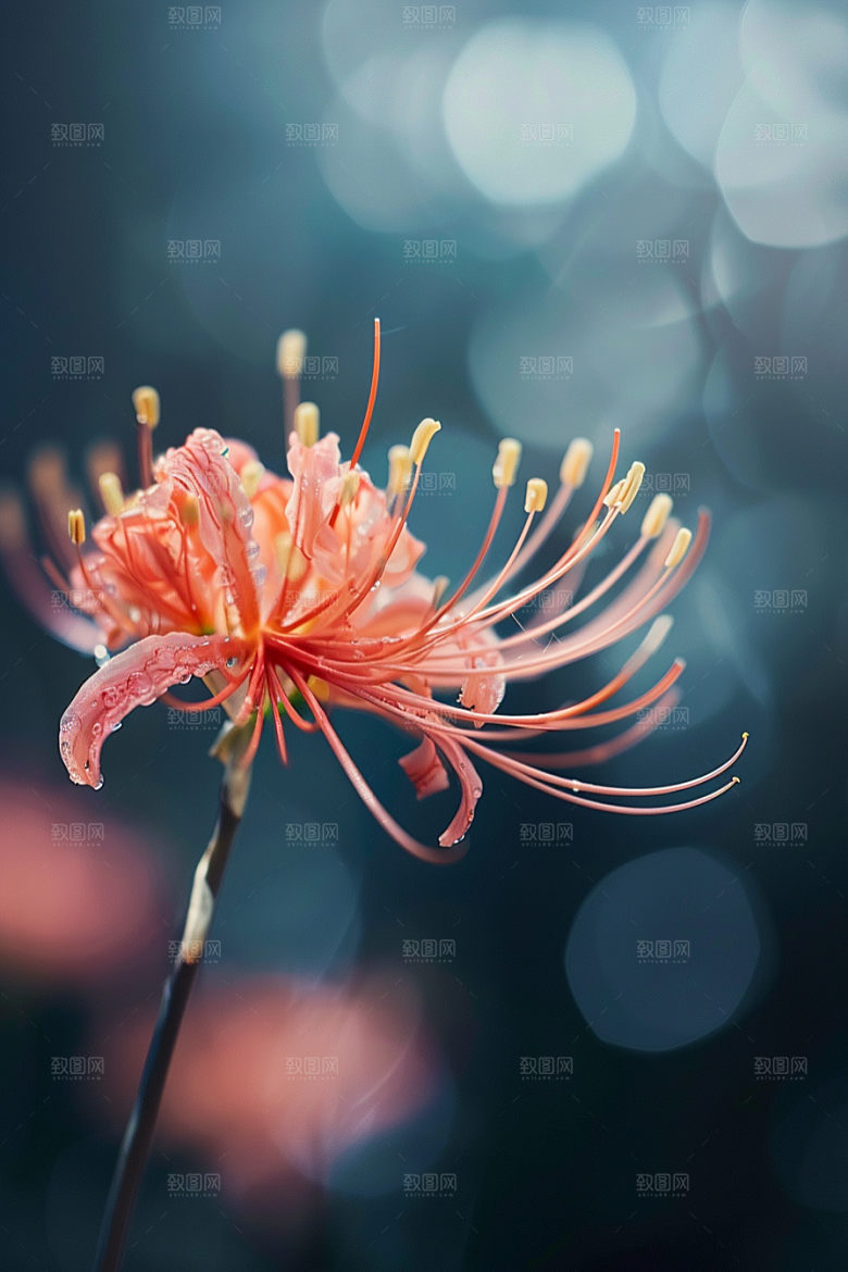 彼岸花花朵优雅摄影图