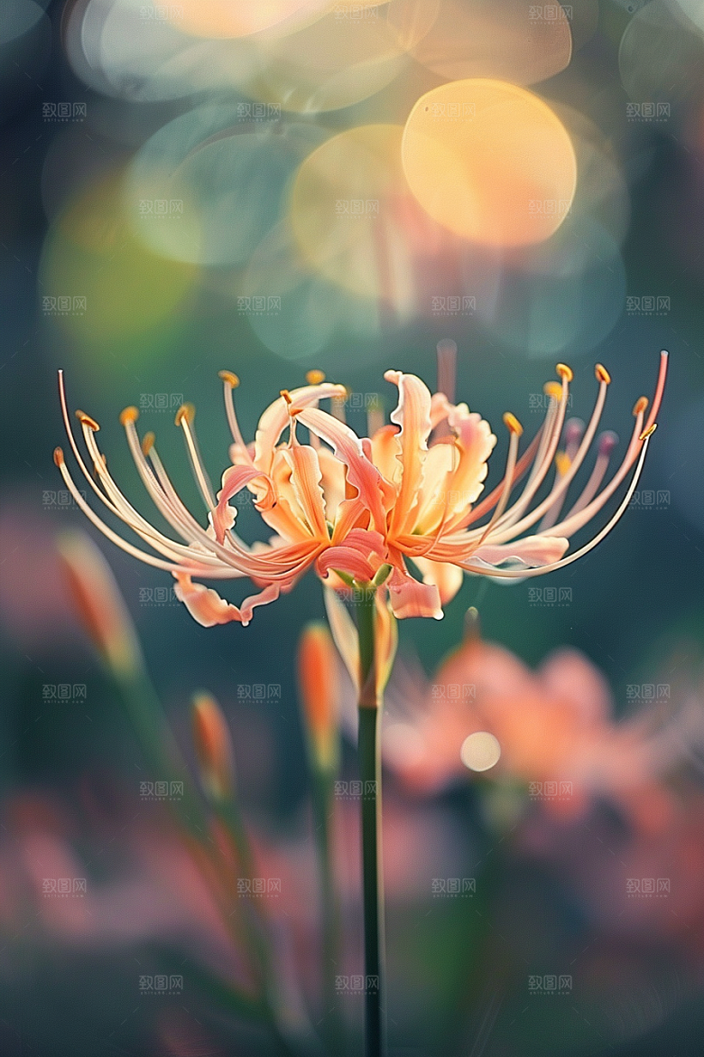 彼岸花花朵优雅摄影图