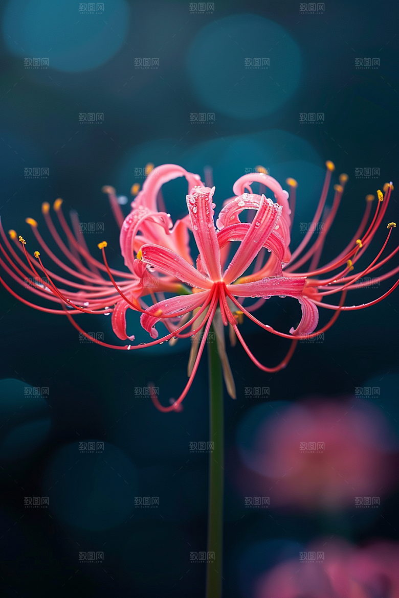 彼岸花花朵特写摄影图